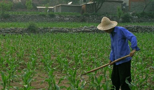 河北三權(quán)分置土地改革新動(dòng)向 農(nóng)民有望成為集體資產(chǎn)股東，助力農(nóng)作物種子經(jīng)營發(fā)展