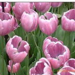 沭陽(yáng)縣新河鎮(zhèn)綠友花卉園藝場(chǎng) 一站式農(nóng)作物種子經(jīng)營(yíng)服務(wù)，百合、女貞、獼猴桃種子精選供應(yīng)